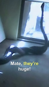 5 Meter snake comes out of ceiling! 😵 #untamed #reels #snakes | Untamed