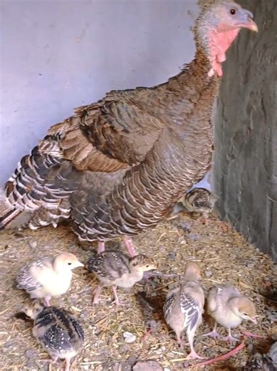 Turkey Chicks & Mother Care: Adorable Moments
