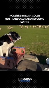 El Border Collie es mundialmente admirado por su inteligencia, agilidad y fuerte instinto laboral. Y pocas cosas lo demuestran mejor que verlo ejerciendo su rol de pastor en acción. Durante la labor con el rebaño, es fascinante notar cómo controla al grupo con exactitud: anticipa el movimiento de las ovejas, emplea gestos minúsculos con el cuerpo y dirige todo sin depender continuamente de órdenes verbales. Esta raza se vuelve extraordinaria gracias a la conexión profunda que establece con su gu