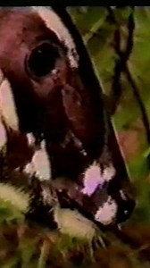 Celebrate World Saola Day with us! 🦄 Did you know the Saola, often called the Asian "unicorn," is a Critically Endangered wild bovine species native to the Annamite mountains of Vietnam and Laos? It's known for its distinctive appearance, with two parallel horns and striking white markings on its face. Despite its nickname, it's not a mythical creature but a rare and elusive species that Re:wild and our local partners are working tirelessly to protect. With support from EU International Partner