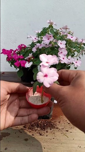 Impatiens flowers Propagation 🌱