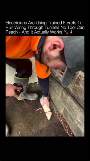 For decades, electricians and utility crews relied on trained ferrets to pull wiring through spaces too tight, winding, or inaccessible for people or early tools. Their long, flexible bodies and natural curiosity made them perfect for navigating narrow conduits, underground channels, and cramped tunnels. Workers would attach a lightweight harness with a thin rope, let the ferret run the passage, and use the line it pulled through to guide cables for lighting rigs, stadium systems, event setups, 