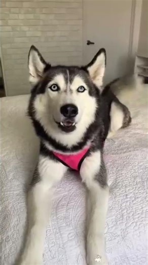 You’re Adopted” – Dogs’ Funniest Reactions Ever! 🐶