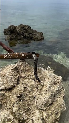 No One Expected This Inside Bamboo 😱 Spotted Eel Found!
