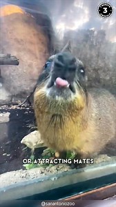 25K views · 1.4K reactions | 10 African Animals Too Cute to Handle!  These adorable creatures roam the savannas, jungles, and deserts of Africa. From tiny jumpers to fluffy hunters, each one will melt your heart. You won’t believe number 4 — it’s unreal levels of cute! #wildlife #nature #animalfacts #animalvideos | 1 Minute Animals | Facebook