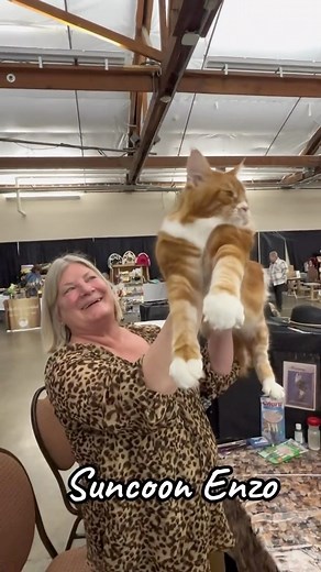 Meet Enzo the Maine Coon and his breeder! Suncoon Enzo. #cfacatshow #mainecoonsofinstagram #mainecooncat #bestinshow | New Vision Cat Club