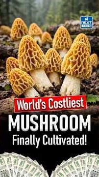 World’s Costliest Gucchi Mushroom Finally Cultivated? Major Breakthrough Explained | NEXT IAS