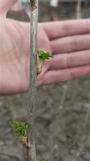 Nature Wakes Up — Hello Beauty!🌱✨