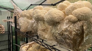 Southeast Asian Coalition operates mushroom growing farm in downtown Worcester