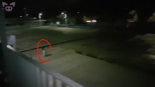 The Ghost in the Empty Toilet Block | Slapped Ham