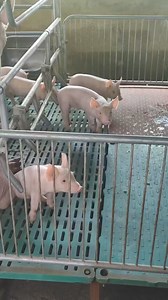 Viddavet elevated farrowing pen #Hograising #Hograiser #pigs #piggeryfarm | Viddavet Ph