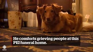 772K views · 7.4K shares | This little pup works as a comfort dog in...