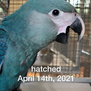 20K views · 957 reactions |  Sensational news!!! The 40th Spix’s...