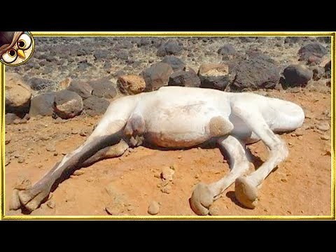 50 Dangerous Animals You Should NEVER Touch