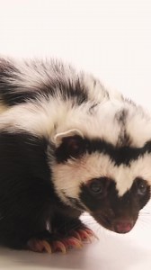21K views · 2.3K reactions | This cute critter is a striped polecat....