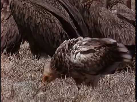 BUITRES DEL SERENGETI