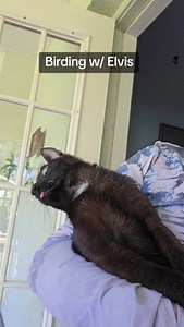 1.3K views · 7.4K reactions | Can you identify the birds by the sounds? Elvis can.... #cat #cerebellarhypoplasia #catsofinstagram #elviswestley | Tre Gatti Farms | Facebook