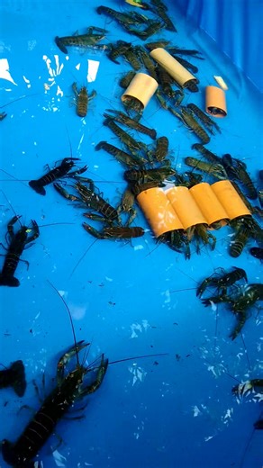 Good afternoon ka farmers! 🦞 | Mister Cray