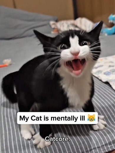 Top 15 Confusing Behaviors of Cats Explained