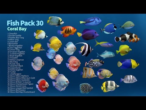 Fish Pack 30 Coral Bay. Unity Asset