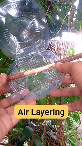 54K views · 367 reactions | Air Layering Method with Plastic Cups. #bonsai #bonsaitree #bonsailovers #fblifestyle | Andri Bonsai | Facebook