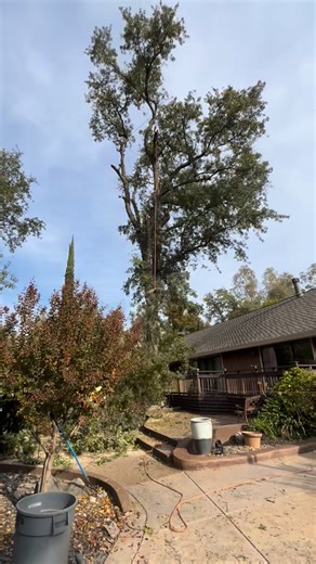 The Wright Tree Service on Reels | Facebook