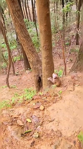 10K views · 332 reactions | baby monkey calling his mother | MonkeyLo️ | Facebook
