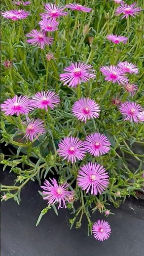 เดโลสเปอร์มา คูเปอรี่ Delosperma cooperi. Trailing Iceplant. Lampranthus spectabilis