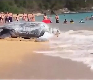 506K views · 10K reactions | The largest sea turtle in the sea | Dumnezeu Este Dragoste | Facebook