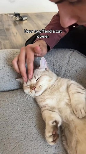 Oh no she didn’t #cat #cats #catlover #catsoftiktok #cattok #catowner #funnycats #funnycat #catowner | Jared and Milo