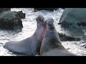 Mega Elephant Seal Fight at Sunset