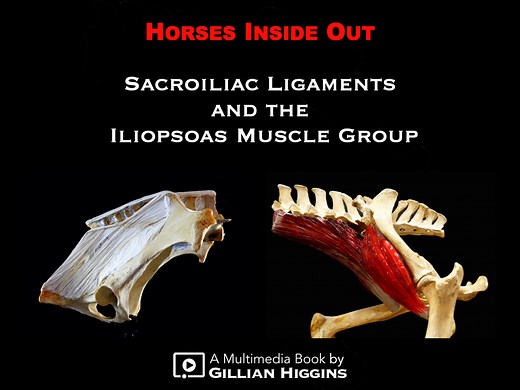 Sacroiliac Ligaments and Iliopsoas Muscles book and video course by Gillian Higgins | Horses Inside Out