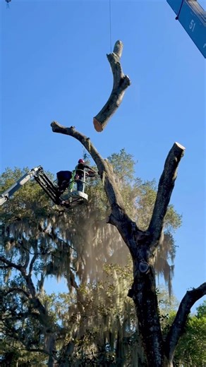 High up, locked in, and working as ONE 🌳🔥 #jacksonville #treending #treeservice #treecutting
