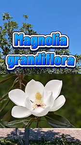 43K views · 1.2K reactions | Árbol de Magnolia✅Detalles y Características Like y comparte #Magnolia #magnoliagrandiflora #jardineriaypaisajismo #arbol #arbolesnativos #arboles #jardineria #ArboladoUrbano | El Arborista Sigiloso | Facebook