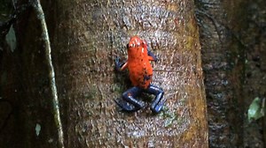 As we continue to loose our remarkable rainforests at an unpredented rate, I wanted to go back in time, to my most cherished moments of wildlife discovery in the rainforests of our world. Hopefully these visual memories that I share with you will inspire all of us to protect this fast fading ecosystem. So lets begin with the blue-jean's poison dart frog I found in Costa Rica a few, less-grey hairs ago! | Jeff Corwin