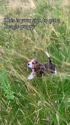 Get a Beagle Today! Find Your Perfect Beagle Puppy 🥰