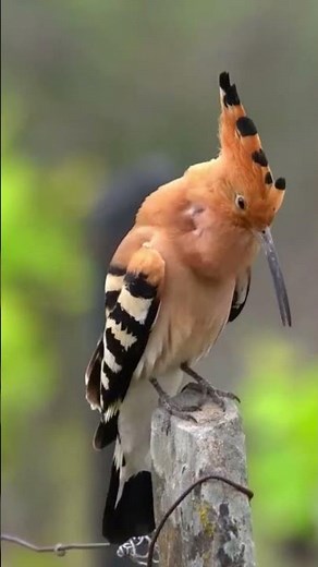 Eurasian Hoopoe Song: Hear the Unique “Hoo-poo-poo” Call in Nature