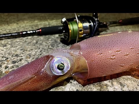 SQUID FISHING UK | CATCH & COOK | HOW TO CATCH, CLEAN & COOK SQUID