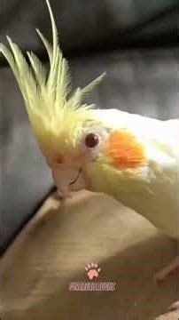 This cat just broke the laws of physics #cute #funny #shorts