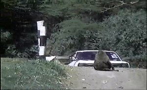 Primate/Human Interaction