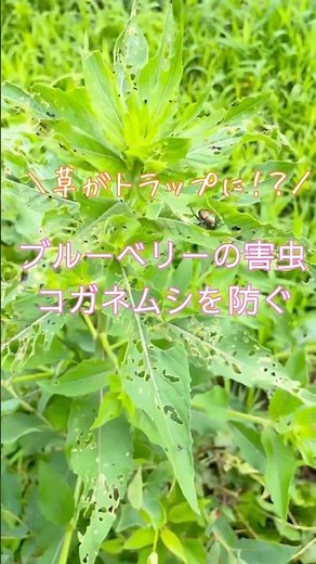 草で防ぐ！ブルーベリーの害虫コガネムシ対策 #幸せフルーツ工房 #ブルーベリーの森あづみの #自然栽培農家 #オーガニックブルーベリー #家庭菜園