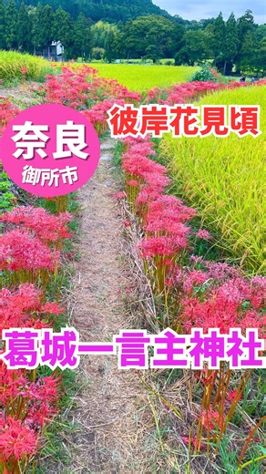 𝓀𝓎ℴ𝓀ℴ ♡奈良◡̈大阪おでかけスポット♡ | 【葛城一言主神社彼岸花】 9/23（火）、夕方17:00ごろの様子です🌸 雨予報の曇りであまり映えてませんが 彼岸花🌸見事な開花状況でした✨ まだつぼみの彼岸花もたくさんあり 今週末〜来月はじめごろが見頃🥰 田んぼの畔道一帯がまるで彼岸花ロード🌸... | Instagram