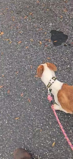 Matilda (F) Apply to adopt via our website | Pibbles & More Animal Rescue, Inc - PMAR