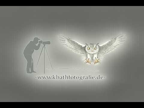 Greifvögel | Nachwuchs bei den Fischadlern