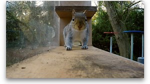 Grey Squirrel Solves A Maze