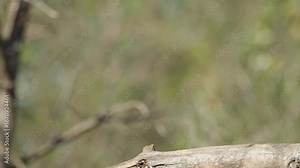 Western Jackdaw Bird (Coloeus monedula) Also Known as Eurasian Jackdaw
