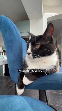 The frog and Felix #cat # #funnycats #funnyanimals #petsrule #funnypets #funny #petfoolery