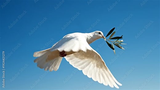 Close up of a white dove flying with an olive branch in its beak against a clear blue sky.