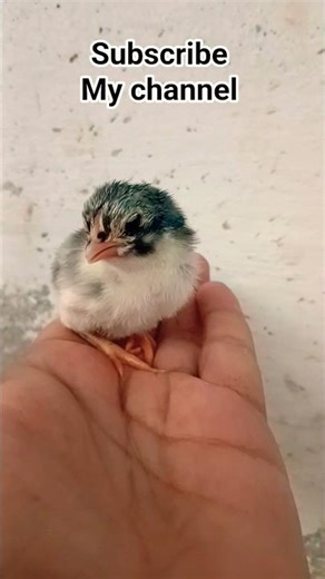 Tiny Chick Chirping in the Palm of a Hand - one day old cute aseel chick MASHALLAH - Chick Cooking