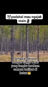 Di samperin malah lari guguknya🙈 #dirwolf #wolf #giant #dogs #wildlife #alfawolf #bigest #animals #nature #foryoupage | Dani Darmawan